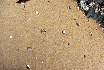 footprints in the sand