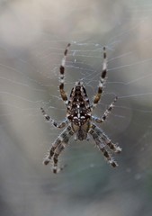 Spinne die in ihrem Netz sitzt