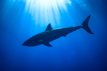 great white shark silhouette 