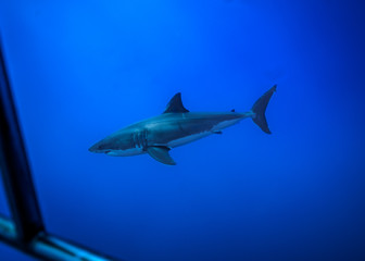 Fototapeta premium Great White Shark at Guadalupe Island, Baja California, Mexico.