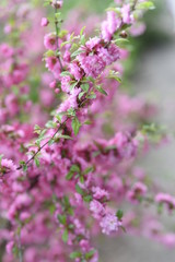 pink branches spring background macro