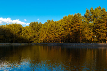 Autumn forest reflected in a lake. Landscape