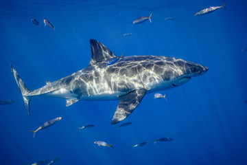 Fototapeta premium Great White Shark at Guadalupe Island, Baja California, Mexico.