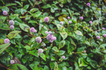 small pink flowers growing on forest ground on Sao Miguel Island, Azores, Portugal