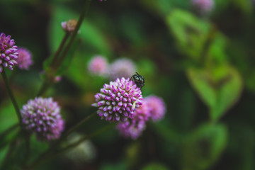 small pink flowers growing on forest ground on Sao Miguel Island, Azores, Portugal