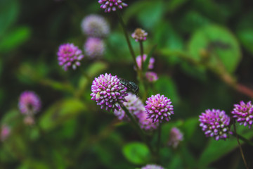 small pink flowers growing on forest ground on Sao Miguel Island, Azores, Portugal