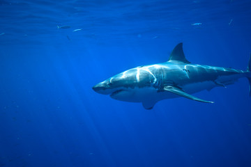 Great White Shark at Guadalupe Island, Baja California, Mexico.