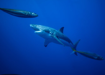 Great White Shark at Guadalupe Island, Baja California, Mexico.