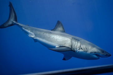 Great White Shark at Guadalupe Island, Baja California, Mexico.
