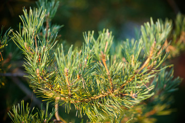 Pine branch. Pine branch close up. Pine branch with green needles in the sun. Beautiful pine branch...