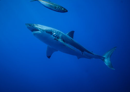 Great White Shark At Guadalupe Island, Baja California, Mexico.