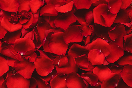 Background of red rose petals. Valentines day celebration concept. Top view. Flat lay.