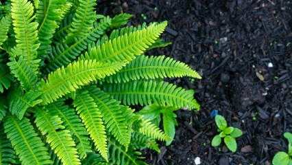 Beautiful lush green Blechnum (Spicant) Garden Fern situated within a contrasting dark soil.  Taken on a bright overcast day.