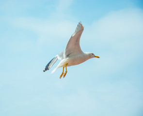 A seagull is flying in the sky