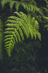 green fresh fern leaves in a forest on Sao Miguel, Azores, Portugal