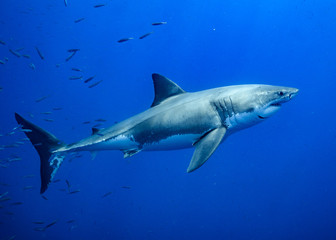 Obraz premium Great White Shark at Guadalupe Island, Baja California, Mexico.