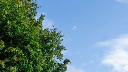 Fototapeta premium Tree top showing lush green leaves with a beautiful blue sky with white clouds.