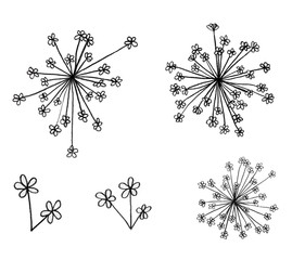 Obraz premium Ammi Majus little flowers graphic hand drawn - blossom isolated on white background