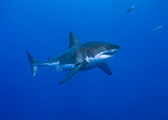 Great White Shark at Guadalupe Island, Baja California, Mexico.