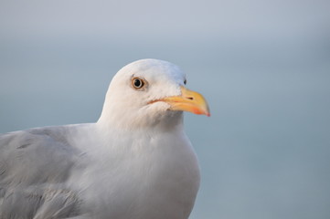 Portait d'un goéland