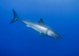 Great White Shark at Guadalupe Island, Baja California, Mexico.