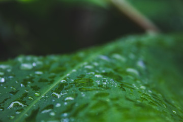 closeup of raindrops on top of green leaves in a forest