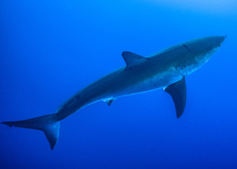 Great White Shark at Guadalupe Island, Baja California, Mexico.