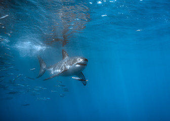 Fototapeta premium Great White Shark at Guadalupe Island, Baja California, Mexico.