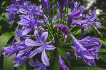 Beautiful purple african lily flower growing on the island of Sao Miguel, Azores, Portugal