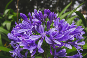 Beautiful purple african lily flower growing on the island of Sao Miguel, Azores, Portugal