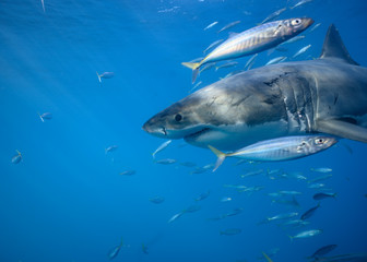 Fototapeta premium Great White Shark at Guadalupe Island, Baja California, Mexico.
