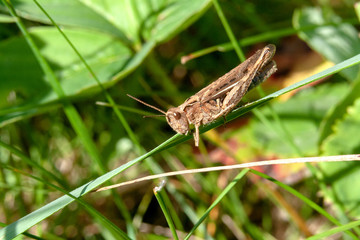 grasshopper on grass