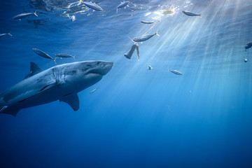 Great White Shark at Guadalupe Island, Baja California, Mexico.