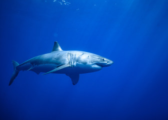 Great White Shark at Guadalupe Island, Baja California, Mexico.