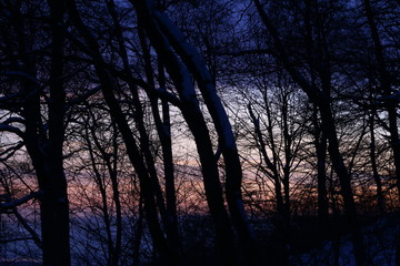 Fototapeta na wymiar Shades of the trees on the night snowy forest. The sunset in winter forest. 