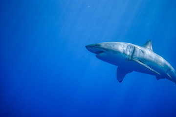 Great White Shark at Guadalupe Island, Baja California, Mexico.