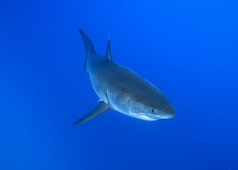 Fototapeta premium Great White Shark at Guadalupe Island, Baja California, Mexico.