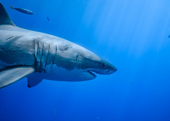 Great White Shark at Guadalupe Island, Baja California, Mexico.