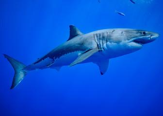 Obraz premium Great White Shark at Guadalupe Island, Baja California, Mexico.