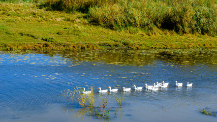 Obraz na płótnie Canvas White domestic geese swim in a row behind the main on a small river along the bushes and the trail.