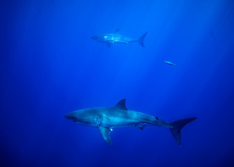 Fototapeta premium Great White Shark, Guadalupe Island, Isla Guadalupe, White Shark, Cage Diving