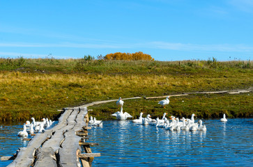 Many white domestic geese bathe and swim in a small pond near a wooden bridge on a background of trees and green fields.