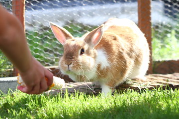 Hasenweibchen im Hasenstall