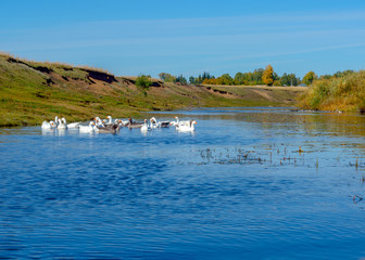 A flock of geese swims on the water of the river bathing and washing against the background of hills and village houses in the trees of the forest beyond the surface of the water.