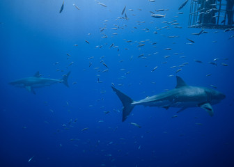 Great White Shark, Guadalupe Island, Isla Guadalupe, White Shark, Cage Diving