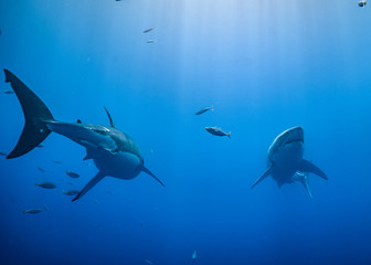 Great White Shark, Guadalupe Island, Isla Guadalupe, White Shark, Cage Diving