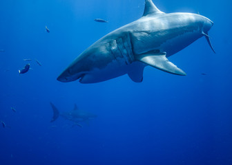 Obraz na płótnie Canvas Great White Shark, Guadalupe Island, Isla Guadalupe, White Shark, Cage Diving