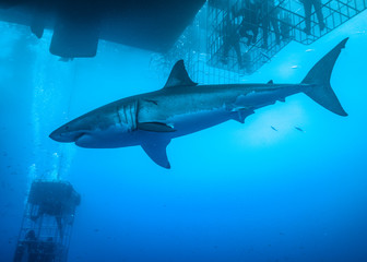 Great White Shark, Guadalupe Island, Isla Guadalupe, White Shark, Cage Diving