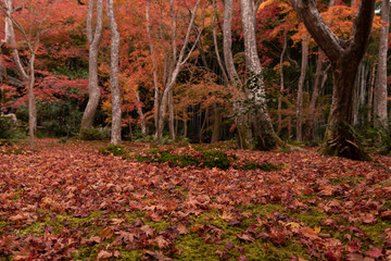 A lot of fallen leaves in the garden of Japanese Giouji temple in Kyoto.