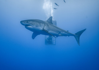 Fototapeta na wymiar Great White Shark, Guadalupe Island, Isla Guadalupe, White Shark, Cage Diving